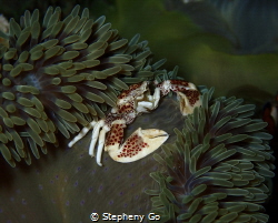 Porcelain crab 🦀 by Stepheny Go 